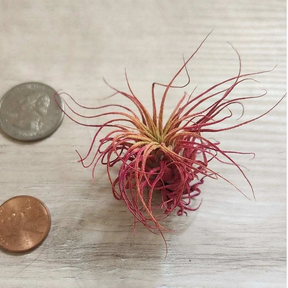 Pink Magenta Small Dried Airplant Tillandsia Preserved Decorative Specimen